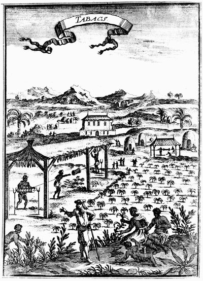 Culture et séchage du tabac aux Antilles avec travail des esclaves, 1686 - Unbekannt