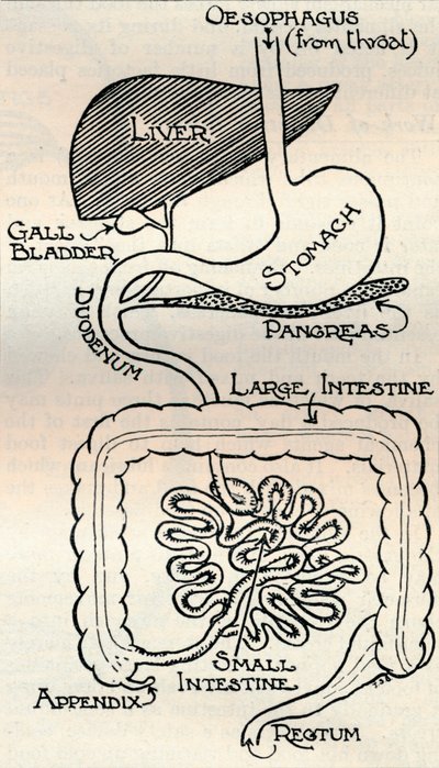 Diagramme montrant le canal alimentaire, qui traverse le corps, vers 1934 - Unbekannt