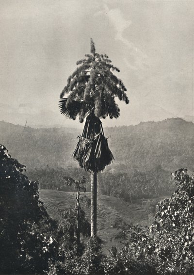Le palmier Talipot Corypha umbracalifera en fleur, 1926 - Unbekannt