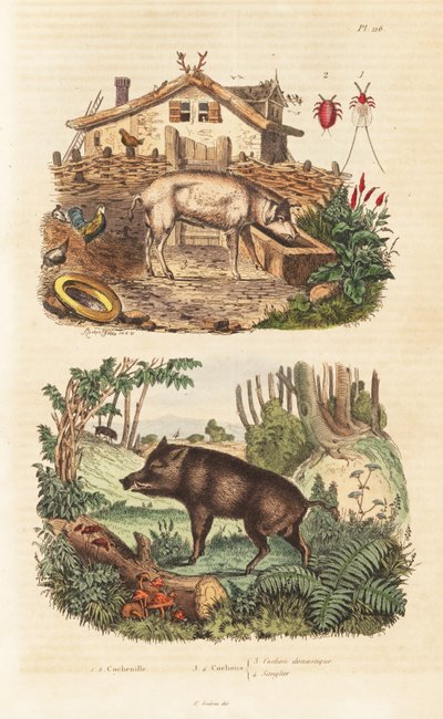 Cochon domestique, Sus scrofa domesticus, sanglier, Sus scrofa et cochenille, Dactylopius coccus - Unbekannt