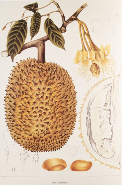 Durio zibethinus/Durian/durion - Unbekannt