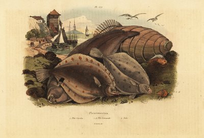 Plie européenne, Pleuronectes platessa, limande-sole, Limanda limanda, et sole commune, Solea solea - Unbekannt