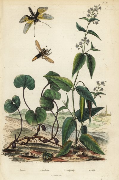 Gingembre sauvage européen, Libelloides longicornis, asclépiade, et mouche-rapace frelon - Unbekannt