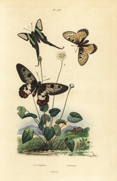Faux apollon, Archon apollinus 1, dragontail blanc, Lamproptera curius 2, et papillon clair, Cressida cressida 3, herbe de parnassie, Parnassia palustris 4 - Unbekannt