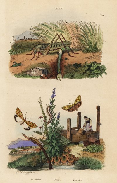 Sauterelle femelle pondant des œufs, Decticus verrucivorus, pied plumeux, Spiris striata, et flunkey à taches cramoisies, Utetheisa pulchella, et coléoptère Lixus paraplecticus - Unbekannt