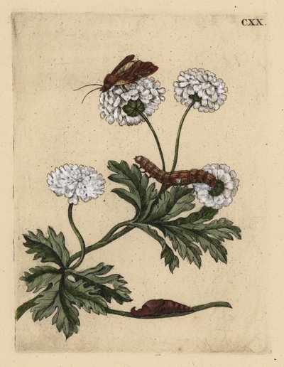 Grande camomille avec papillon, chenille et chrysalide - Unbekannt