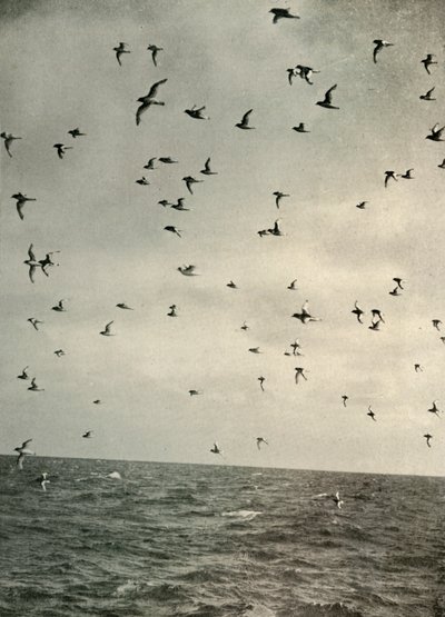 Vol de pétrels antarctiques, vers 1908, 1909 - Unbekannt