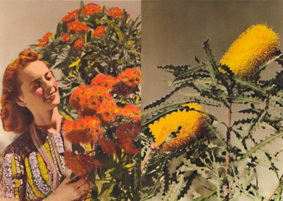 Gommier en fleurs et Banksia, vers 1947 - Unbekannt