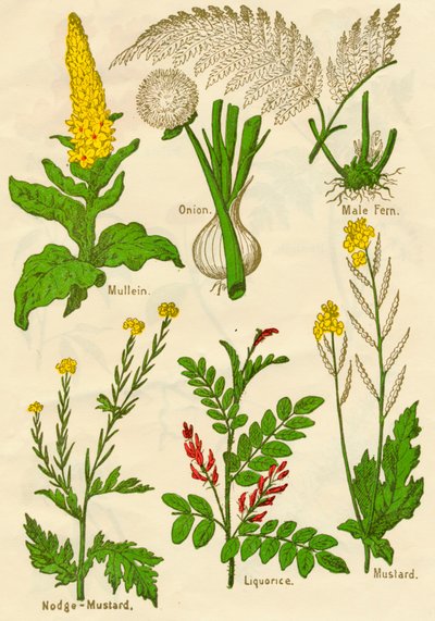 Fleurs : Molène, Oignon, Fougère mâle, Moutarde noire, Réglisse, Moutarde, vers 1940 - Unbekannt