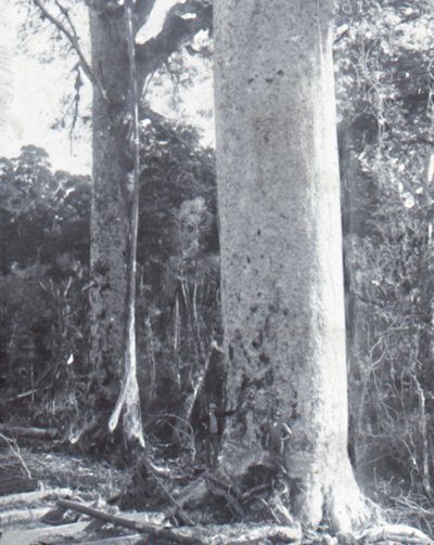 Géant Kauri, fin XIXe-début XXe siècle - Unbekannt