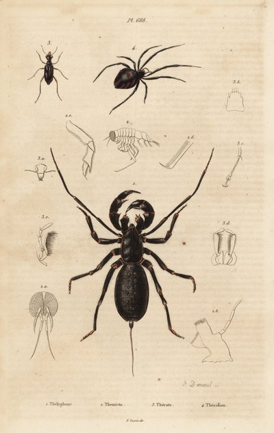 Scorpion fouet géant, Mastigoproctus giganteus, coléoptère, espèce Theratus, et araignée de la toile, espèce Theridion - Unbekannt