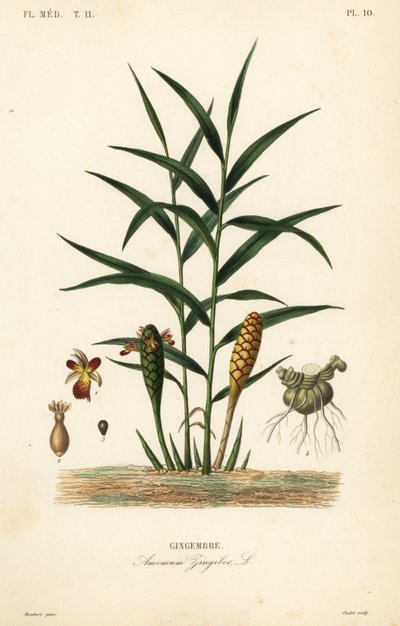 Gingembre ou racine de gingembre, Zingiber officinale, Amomum zingiber - Unbekannt