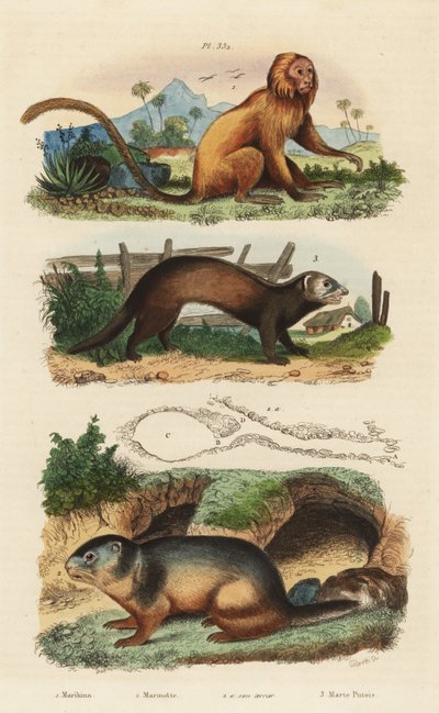 Tamarin lion doré, Leontopithecus rosalia, en danger 1, marmotte alpine, Marmota marmota 2 et tanière, et furet ou putois, Mustela putorius 3 - Unbekannt