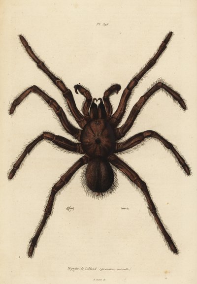 Mygale mangeuse d