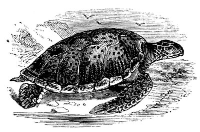 Tortue verte Chelone mydas - Unbekannt