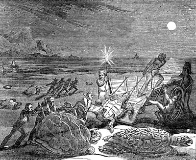 Tortues vertes et tortues caouannes capturées sur la côte de Cuba, 1832 - Unbekannt