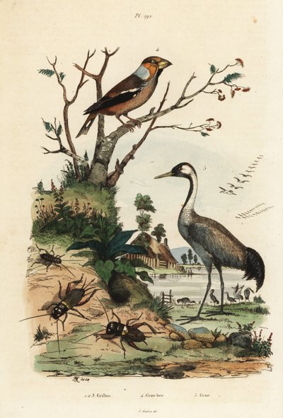 Gros-bec, Coccothraustes coccothraustes, grue cendrée, Grus grus, et grillons, Gryllus campestris - Unbekannt