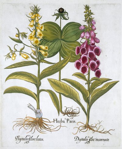 Herbe Paris Solanum quadrifolium, Digitale pourpre commune Digitalis purpurea Grande digitale jaune - Unbekannt