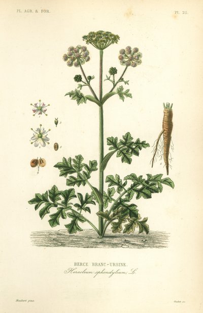 Berce commune, Heracleum sphondylium, berce branc-ursine - Unbekannt