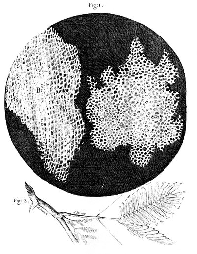 Observations de Hooke sur la structure cellulaire du liège et une brindille de Sensitive - Unbekannt
