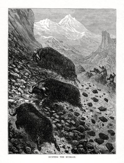 Chasse au bœuf musqué, 1877 - Unbekannt