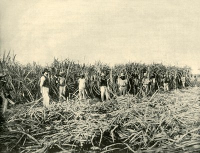 Dans une plantation de sucre du Queensland, 1901 - Unbekannt