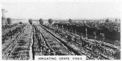 Irrigation des vignes, Australie, 1928 - Unbekannt