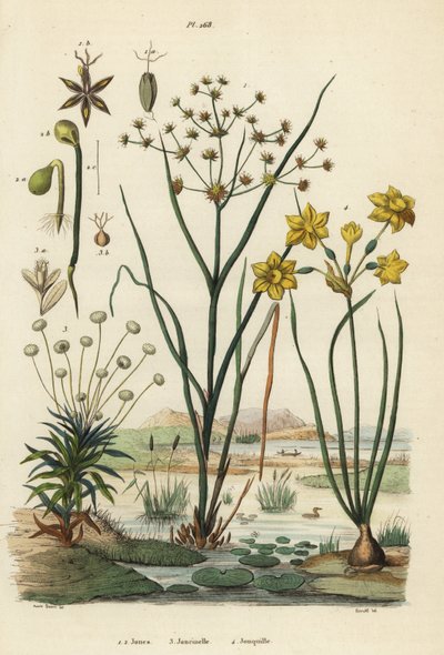 Joncs articulés, Juncus articulatus 1, jonc des crapauds, Juncus bufonius 2, pipewort, Paepalanthus dendroides 3, et jonquille, Narcissus jonquilla 4 - Unbekannt