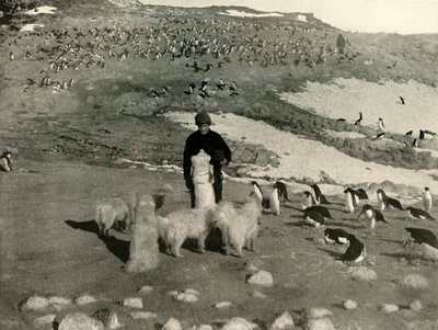Joyce et les chiens dans la colonie de manchots - Unbekannt