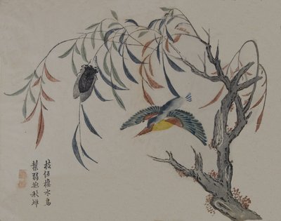 Martin-pêcheur, cigale et saule, 19ème siècle - Unbekannt