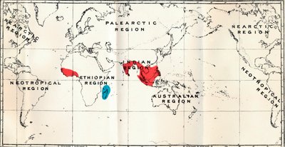 Lemuroidea - III. Carte montrant la distribution de la famille Chiromyidae et des sous-familles - Unbekannt