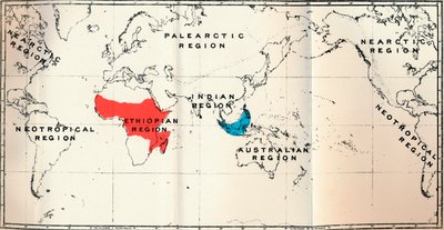 Lemuroidea - II. Carte montrant la distribution des Tarsiidae en bleu et des Galaginae en rouge, 1897 - Unbekannt