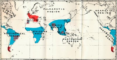 Lemuroidea - IV. Carte montrant la distribution des Anthropoidea vivants en bleu et fossiles en rouge, 1897 - Unbekannt