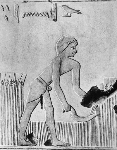 Homme récoltant de l