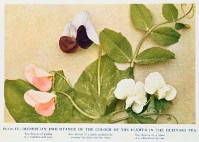 Hérédité mendélienne de la couleur des fleurs du pois culinaire - Unbekannt