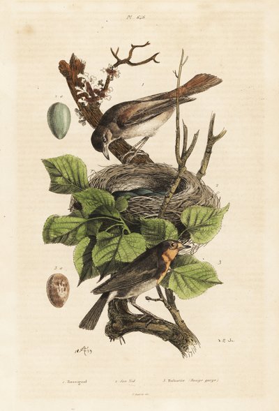 Rossignol, nid et œuf, Luscinia megarhynchos, et rouge-gorge européen, œuf, Erithacus rubecula - Unbekannt