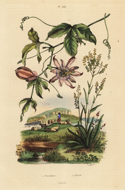 Passiflore, Passiflora uraniae 1, et pastel des teinturiers, Isatis tinctoria 2 - Unbekannt