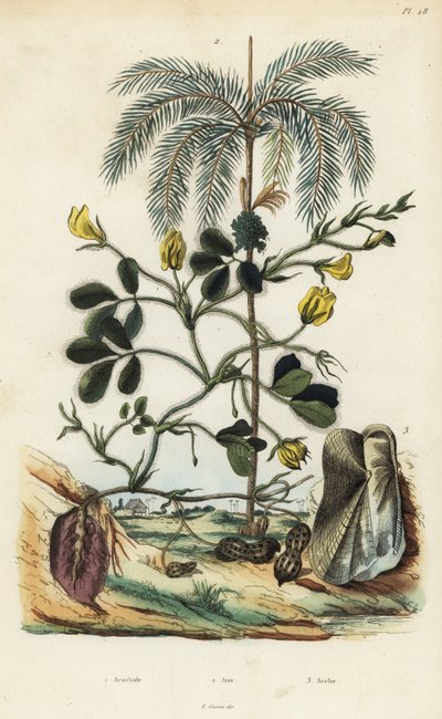 Plante d