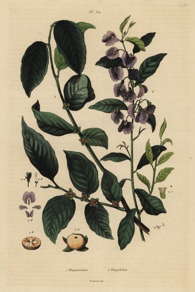 Kaki, Diospyros kaki 1, et hovea ou karri blue bush, Hovea elliptica Platychilum celsianum 2. Plaqueminier, Platychilier - Unbekannt