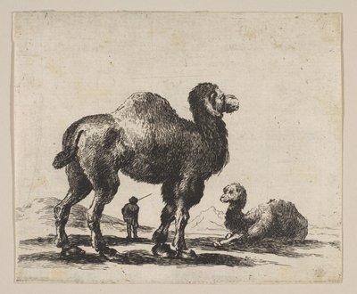 Planche 17 : chameaux, de Divers animaux, après 1641 - Unbekannt
