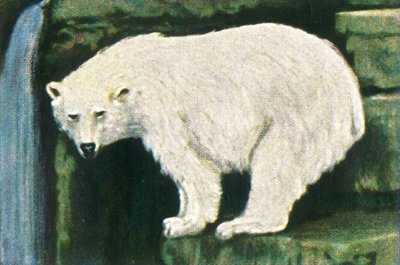 Ours polaire de Spitzbergen, vers 1928 - Unbekannt