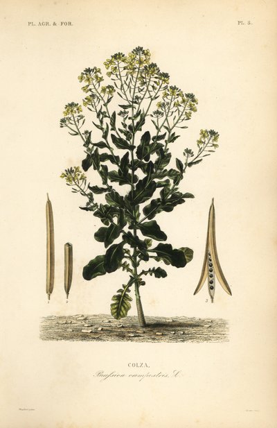 Colza polonais ou plante de colza, Brassica rapa, Brassica campestris, Colza - Unbekannt