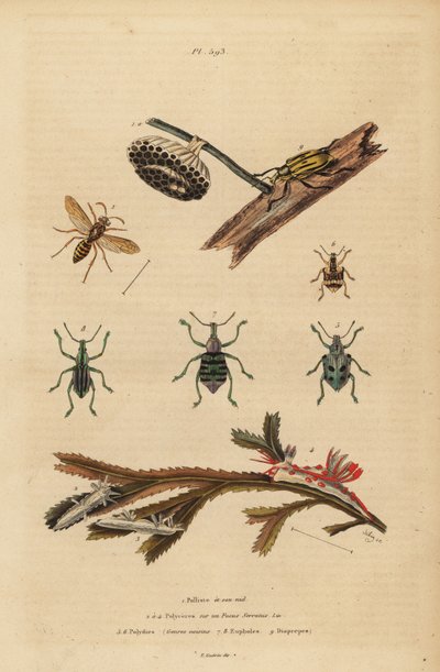 Polistes gallicus, guêpe en papier et nid, charançon bleu, Eupholus schoenherri, charançon des racines, Diaprepes abbreviatus, limaces de mer Polycera, Ancula gibbosa, Ancula atlantique, sur algues - Unbekannt