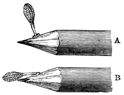 Masse pollinique d