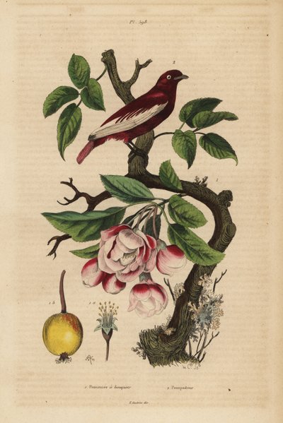 Cotinga pompadour, Xipholena punicea, sur un pommier, Malus pumila, fruit, fleur - Unbekannt