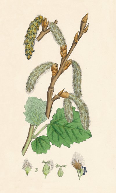 Populus canescens. Peuplier gris - Unbekannt