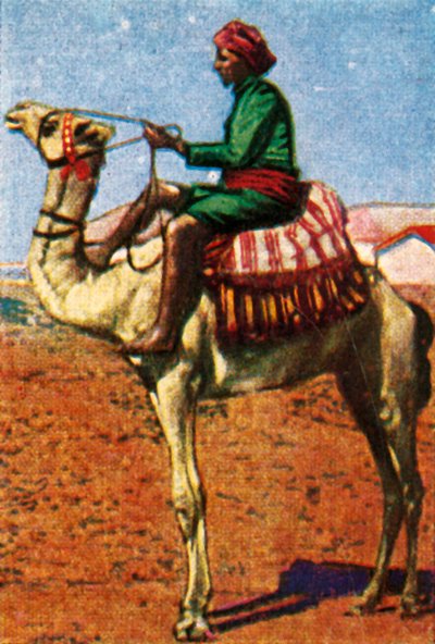 Poste livrée par chameau, Arabie - Unbekannt