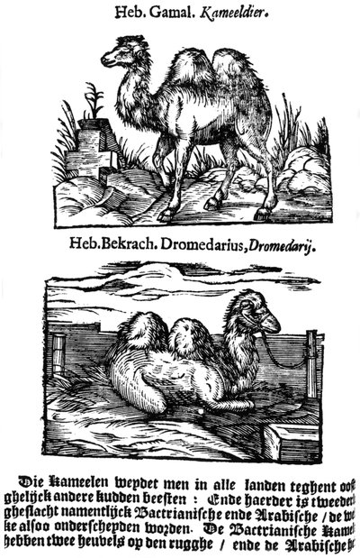 Classification pré-binomiale des espèces, 1644 - Unbekannt