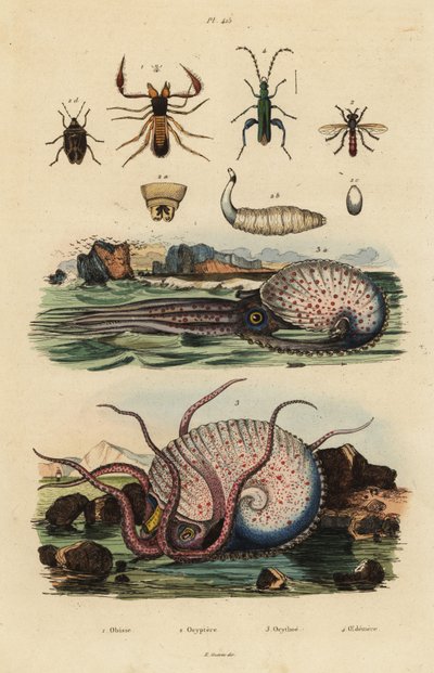 Pseudoscorpion, Chthonius orthodactylus 1, Octyptera bicolor 2, poulpe pélagique tuberculé, Ocythoe tuberculata 3, et faux coléoptère à huile, Oedemera nobilis 4 - Unbekannt