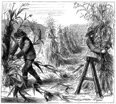 Moisson et séchage du maïs, Lake Drie, Canada, 1880 - Unbekannt